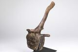 Hadrosaur (Edmontosaurus) Vertebra With Pathology - Montana #206197-3